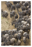 Blue Wildebeest Herd Approaching The Mara River, Masai Mara National Reserve, Kenya-Paper Art-14,,X20,,