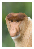 Proboscis Monkey Male, Sabah, Malaysia-Paper Art-18,,X26,,