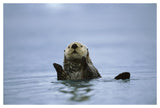 Sea Otter, Prince William Sound, Alaska-Paper Art-50,,X34,,