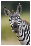 Burchell'S Zebra Portrait, Masai Mara, Kenya-Paper Art-14,,X20,,