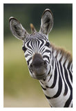 Burchell'S Zebra Portrait, Masai Mara, Kenya-Paper Art-22,,X32,,