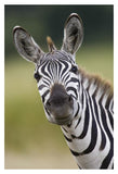 Burchell'S Zebra Portrait, Masai Mara, Kenya-Paper Art-26,,X38,,