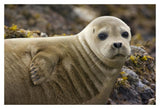 Harbor Seal Portrait, Katmai National Park, Alaska-Paper Art-20,,X14,,