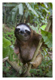 Brown-Throated Three-Toed Sloth Male, Aviarios Sloth Sanctuary, Costa Rica-Paper Art-22,,X32,,