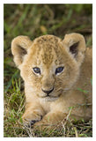 African Lion Five Week Old Cub, Vulnerable, Masai Mara National Reserve, Kenya-Paper Art-14,,X20,,
