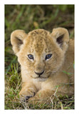 African Lion Five Week Old Cub, Vulnerable, Masai Mara National Reserve, Kenya-Paper Art-18,,X26,,