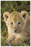 African Lion Five Week Old Cub, Vulnerable, Masai Mara National Reserve, Kenya-Paper Art-42,,X62,,