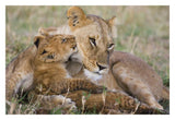 African Lion Mother And Young Cubs, Masai Mara National Reserve, Kenya-Paper Art-32,,X22,,