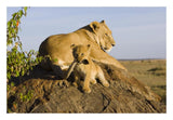 African Lion Cub Playing With Its Mother'S Tail, Vulnerable, Masai Mara National Reserve, Kenya-Paper Art-26,,X18,,