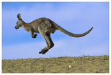 Wallaroo Or Euro Kangaroo Hopping, Sturt National Park, New South Wales, Australia-Paper Art-62,,X42,,