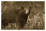 Black Bear Portrait, North America-Paper Art-20,,X14,,