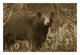 Black Bear Portrait, North America-Paper Art-26,,X18,,