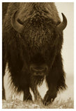 American Bison Portrait In Snow, North America-Paper Art-34,,X50,,