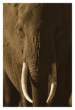 African Elephant Male Portrait With Long Tusks, Kenya-Paper Art-26,,X38,,