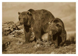 Grizzly Bear Mother With A One Year Old Cub, North America-Paper Art-38,,X27.56,,