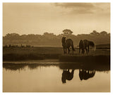 Wild Horse Pair Grazing At Assateague Island National Seashore, Maryland-Paper Art-46,,X38.52,,
