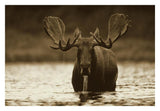 Moose Male Raising Its Head While Feeding On The Bottom Of A Lake, North America-Paper Art-32,,X22,,