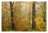 Mixed Deciduous Forest In Autumn, Mill Brook, Vermont-Paper Art-32,,X22,,