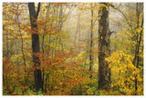 Mixed Deciduous Forest In Autumn, Mill Brook, Vermont-Paper Art-62,,X42,,