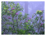 Pacific Rhododendrons In Redwood Forest Interior, Del Norte Coast, Redwood National Park, California-Paper Art-34,,X26,,