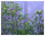 Pacific Rhododendrons In Redwood Forest Interior, Del Norte Coast, Redwood National Park, California-Paper Art-42,,X32,,