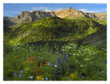 Wildflower Meadow Looking Towards Mount Sneffels Wilderness, Yankee Boy Basin, Colorado-Paper Art-18,,X14,,