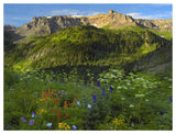 Wildflower Meadow Looking Towards Mount Sneffels Wilderness, Yankee Boy Basin, Colorado-Paper Art-50,,X38,,