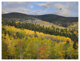 Cooper'S Hawk, Santa Fe National Forest, Sangre De Cristo Mountains, New Mexico-Paper Art-50,,X38,,