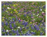 Sand Bluebonnet Flowers, Hill Country, Texas-Paper Art-18,,X14,,