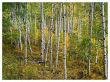 Aspen Forest, Colorado-Paper Art-50,,X38,,