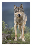 Gray Wolf North America-Paper Art-18,,X26,,
