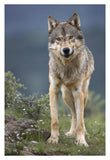 Gray Wolf North America-Paper Art-26,,X38,,