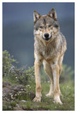 Gray Wolf North America-Paper Art-34,,X50,,