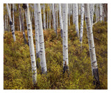 Quaking Aspen Trees In Autumn-Paper Art-32,,X26.9,,