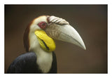 Wreathed Hornbill Male, Malaysia-Paper Art-26,,X18,,