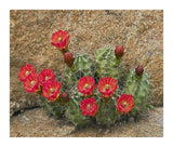 Claret Cup Cactus Flowering, Utah-Paper Art-18,,X15.28,,