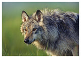 Gray Wolf, Native To North America-Paper Art-42,,X30,,