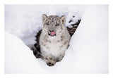 Snow Leopard Adult Portrait In Snow-Paper Art-26,,X18,,