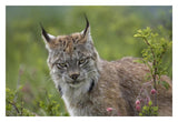 Canada Lynx Portrait, North America-Paper Art-32,,X22,,