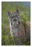 Canada Lynx Portrait, North America-Paper Art-22,,X32,,