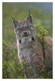 Canada Lynx Portrait, North America-Paper Art-26,,X38,,
