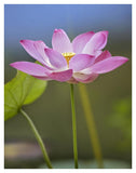 Sacred Lotus Flower, Native To Asia-Paper Art-32,,X42,,