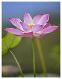 Sacred Lotus Flower, Native To Asia-Paper Art-38,,X50,,