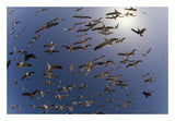 Western Gulls Flying, North America-Paper Art-26,,X18,,