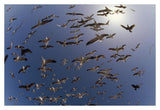 Western Gulls Flying, North America-Paper Art-38,,X26,,