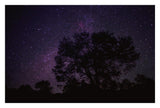 Starry Sky With Silhouetted Oak Tree-Paper Art-32,,X22,,