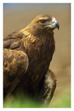 Golden Eagle Portrait, North America-Paper Art-26,,X38,,