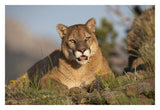 Mountain Lion Portrait, North America-Paper Art-32,,X22,,