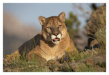 Mountain Lion Portrait, North America-Paper Art-38,,X26,,