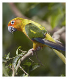 Sun Parakeet, Native To South America-Paper Art-27.8,,X32,,